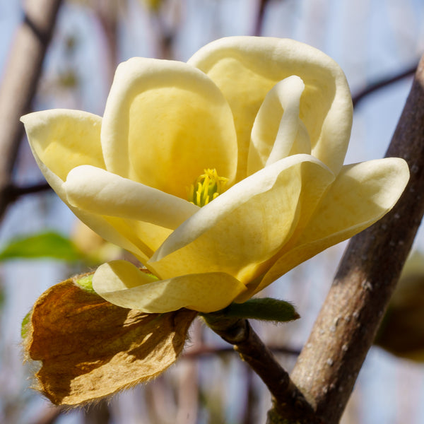 Lois Magnolia - Magnolia - Flowering Trees