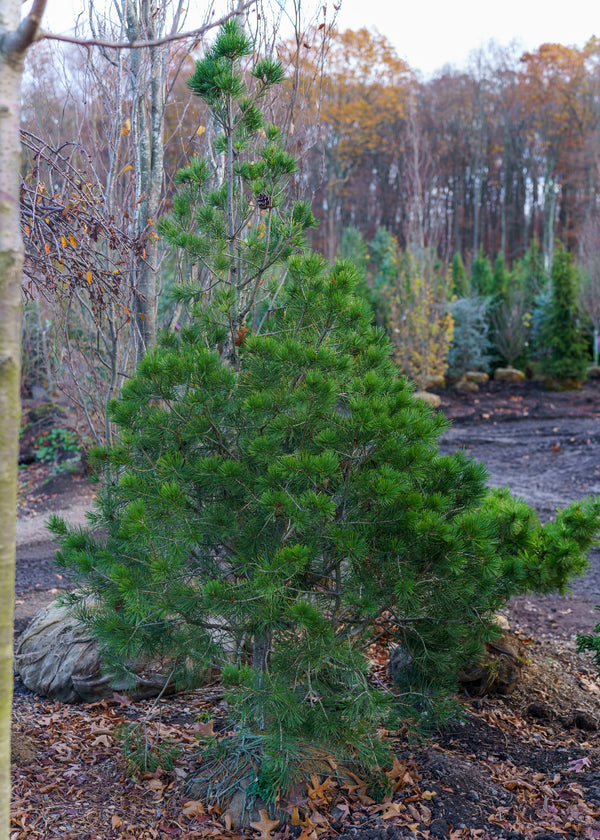 Lacebark Pine