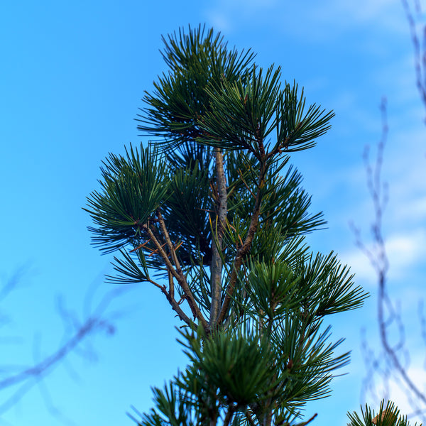 Lacebark Pine