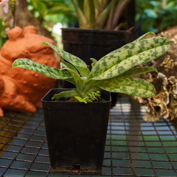 Lady Slipper Orchid