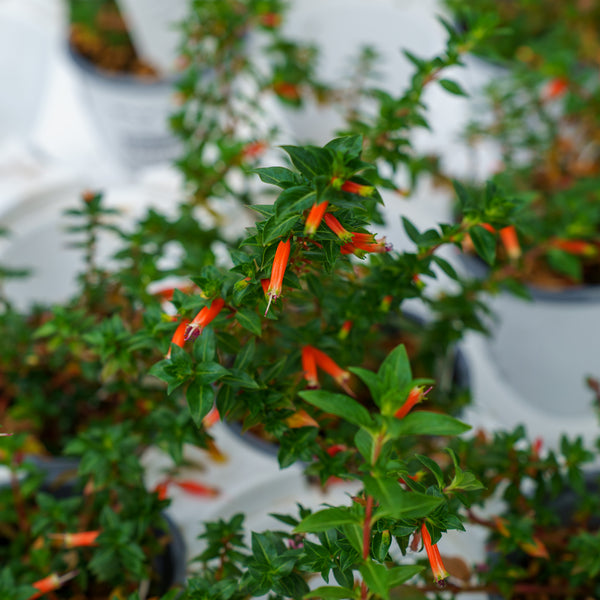 Large Firecracker Plant