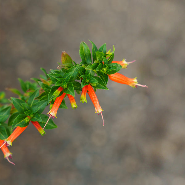 Large Firecracker Plant