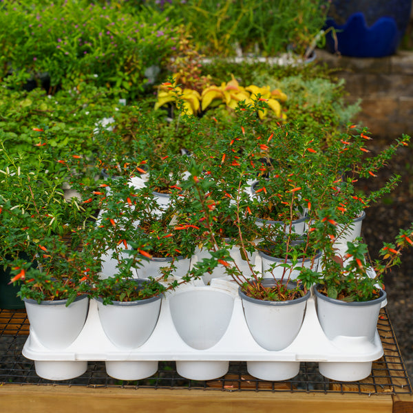 Large Firecracker Plant