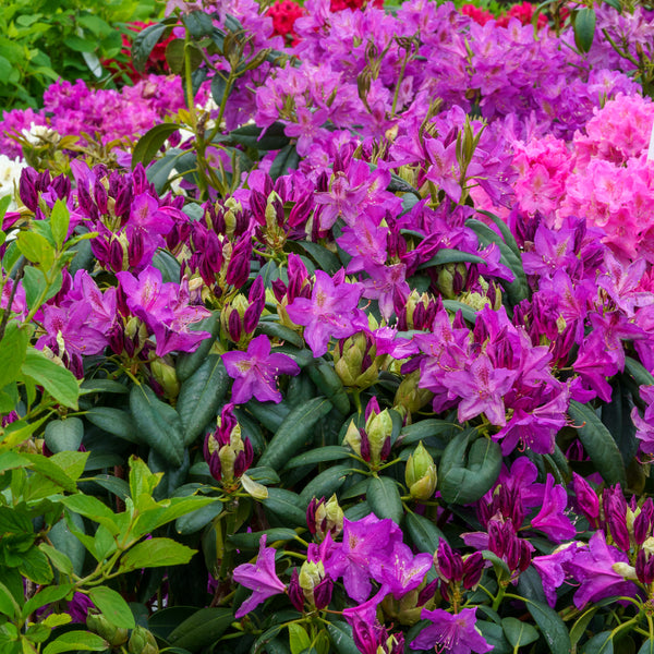 Lee's Dark Purple Rhododendron - Rhododendron - Shrubs