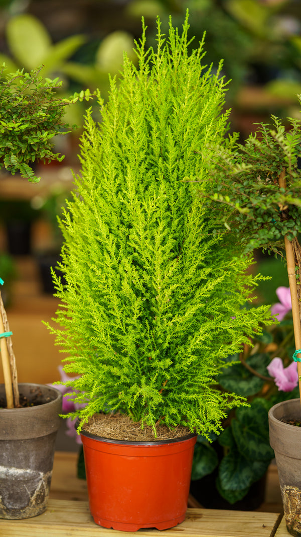 Lemon Cypress