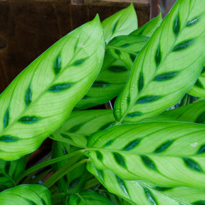 Leopard Plant - Calathea - Houseplants