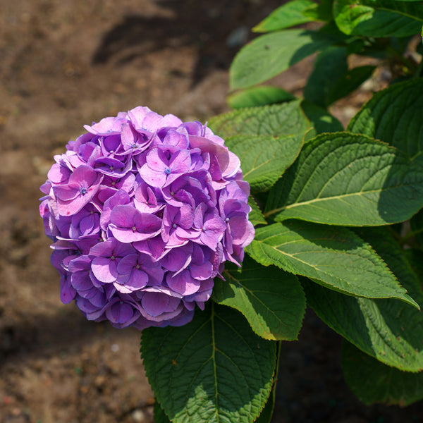 Let's Dance Sky View Hydrangea