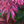 Load image into Gallery viewer, Lileeanne&#39;s Jewel Japanese Maple - Japanese Maple - Japanese Maples
