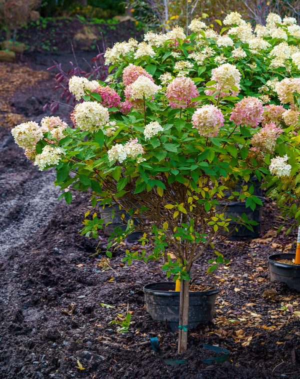 Limelight Hardy Hydrangea - Hydrangea - Shrubs