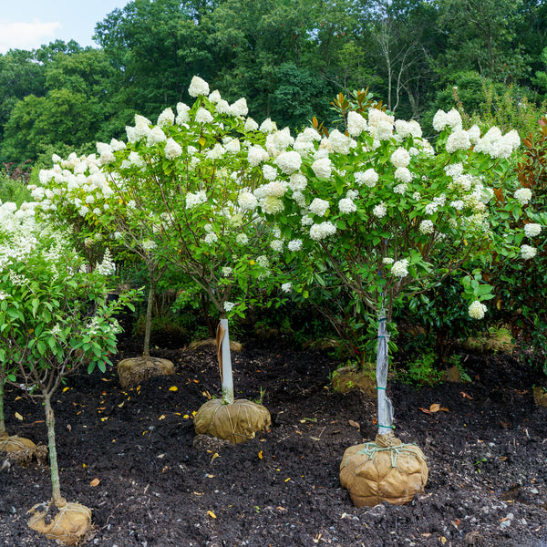 Limelight Hardy Hydrangea