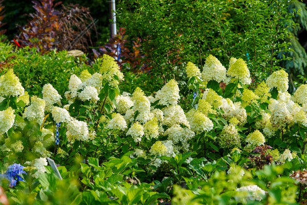 Limelight Hardy Hydrangea - Hydrangea - Shrubs