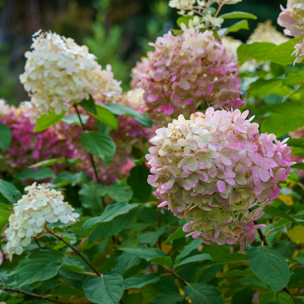 Limelight Hardy Hydrangea - Hydrangea - Shrubs