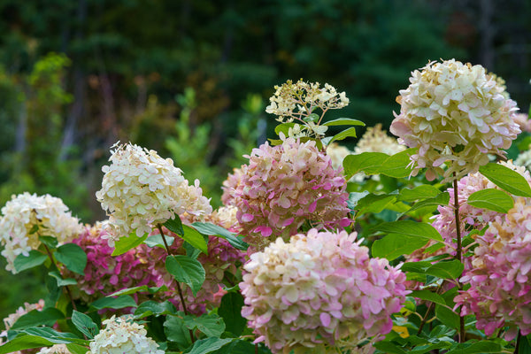 Limelight Hardy Hydrangea - Hydrangea - Shrubs