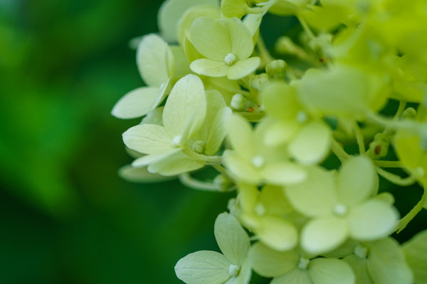 Limelight Hardy Hydrangea - Hydrangea - Shrubs