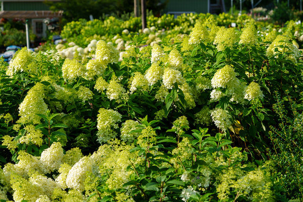 Limelight Hardy Hydrangea - Hydrangea - Shrubs