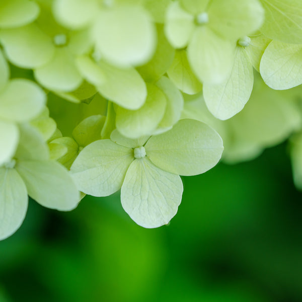 Limelight Hardy Hydrangea - Hydrangea - Shrubs