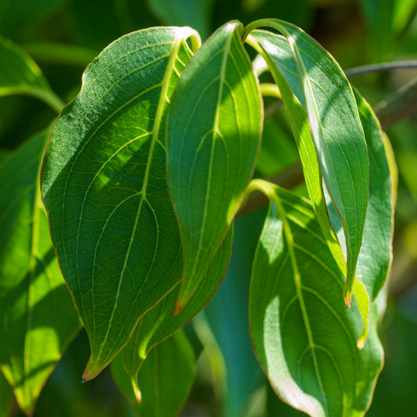 Little Poncho Dogwood - Dogwood Tree - Flowering Trees