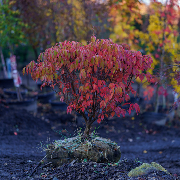 Little Poncho Dogwood