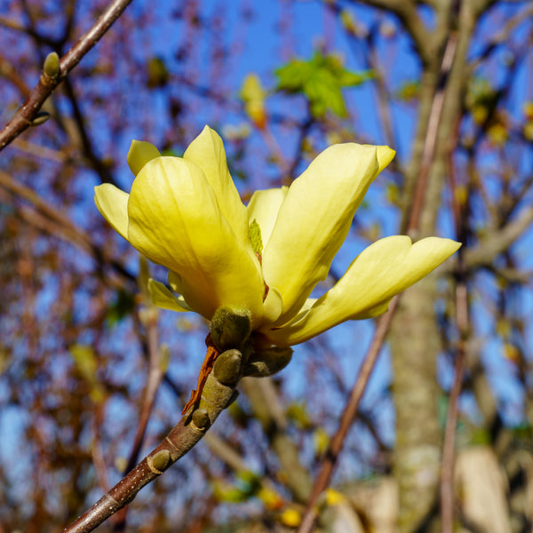 Lois Magnolia - Magnolia - Flowering Trees