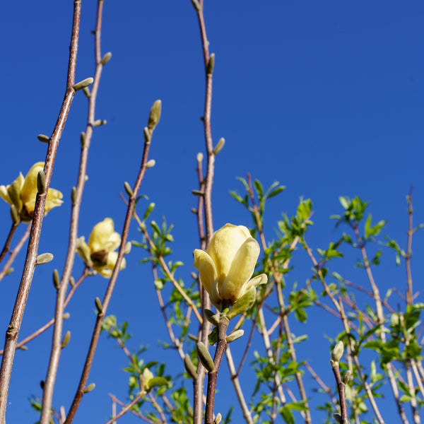 Lois Magnolia - Magnolia - Flowering Trees