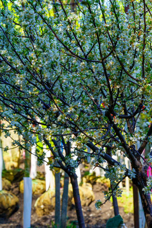 Lollipop Japanese Crabapple - Crabapple - Flowering Trees