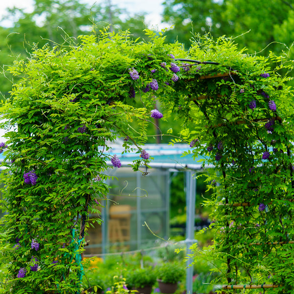 Longwood Purple American Wisteria