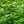 Load image into Gallery viewer, Low Scape Hedger Chokeberry - Chokeberry - Shrubs
