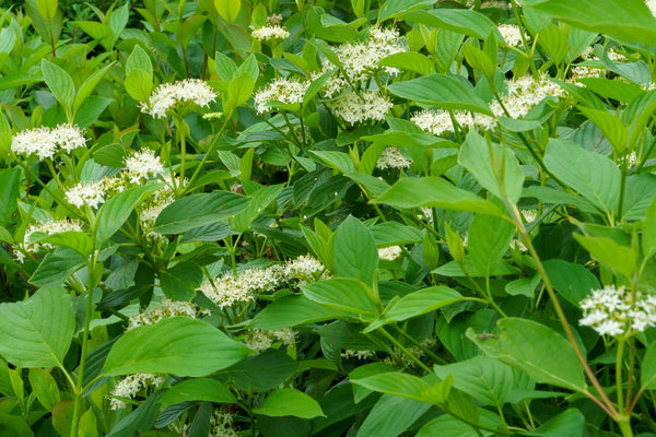 Low Scape Hedger Chokeberry - Chokeberry - Shrubs