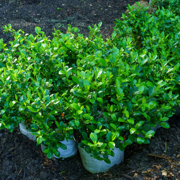 Low Scape Mound Chokeberry