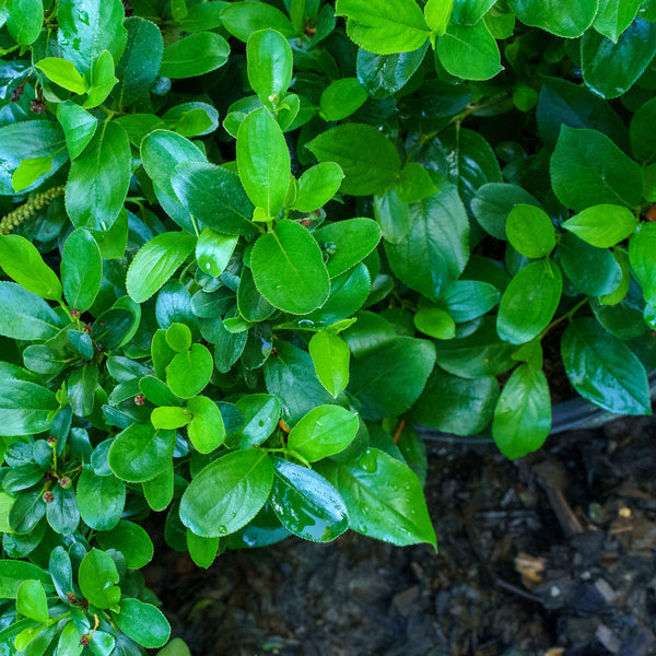 Low Scape Mound Chokeberry