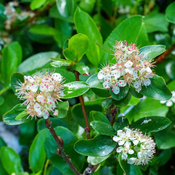 Low Scape Mound Chokeberry