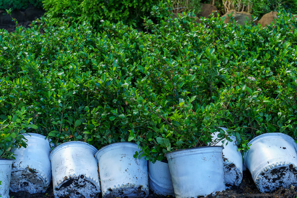 Low Scape Mound Chokeberry