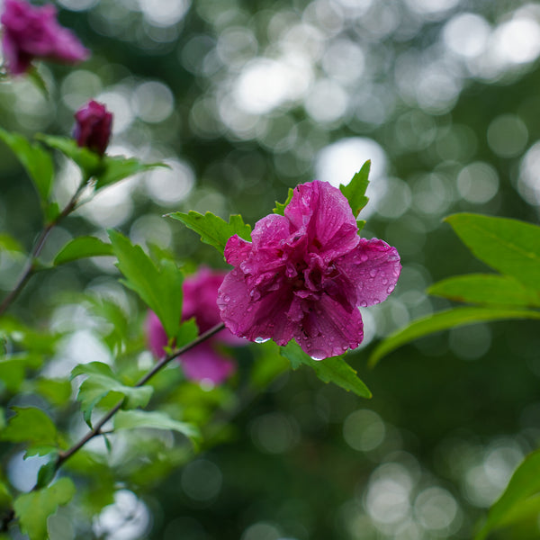 Lucy Rose of Sharon