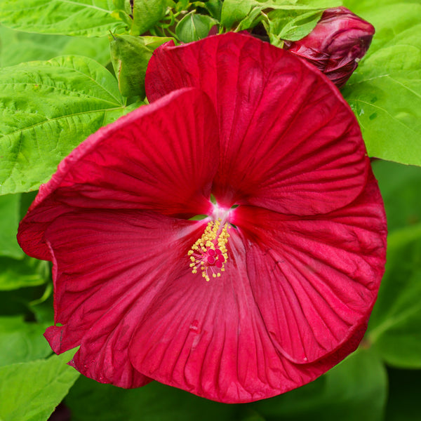 Luna Red Hibiscus