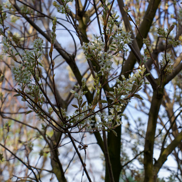 Lustre Allegheny Serviceberry - Amelanchier - Flowering Trees