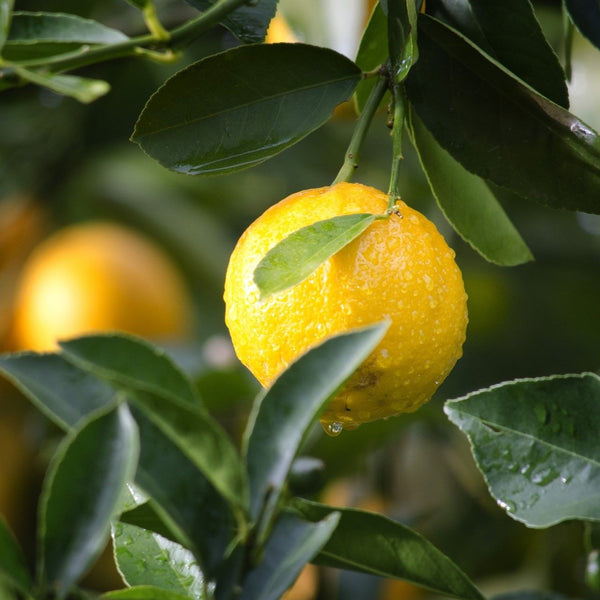 Meyer Lemon Tree