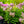 Load image into Gallery viewer, Miss Kim Lilac - Lilac - Shrubs
