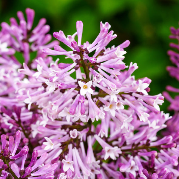 Miss Kim Lilac - Lilac - Shrubs