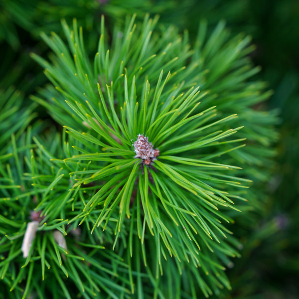 Mountain Pine - Pine - Conifers