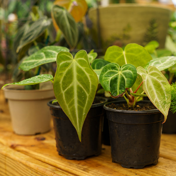 Magnificum Anthurium