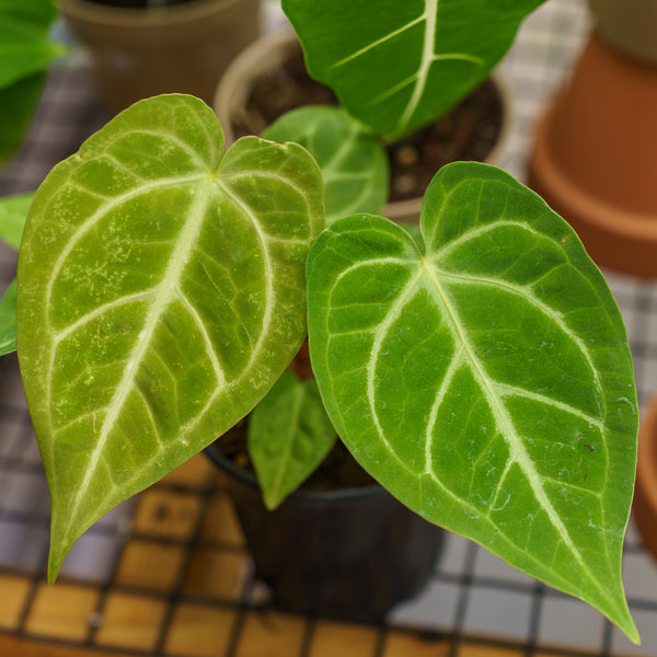 Magnificum Anthurium