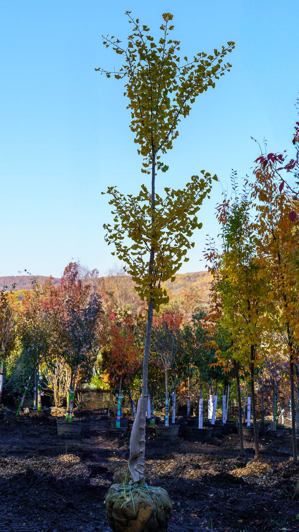 Magyar Ginkgo