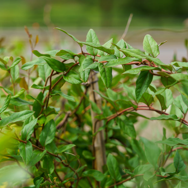 Major Wheeler Honeysuckle