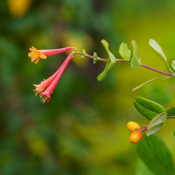 Major Wheeler Honeysuckle