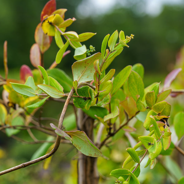 Major Wheeler Honeysuckle