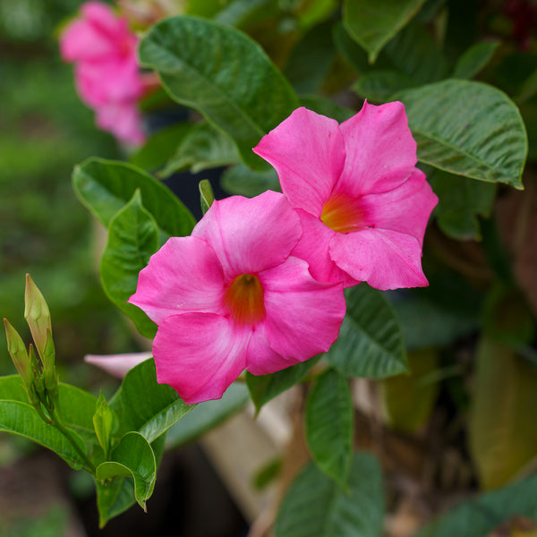 Assorted Mandevilla