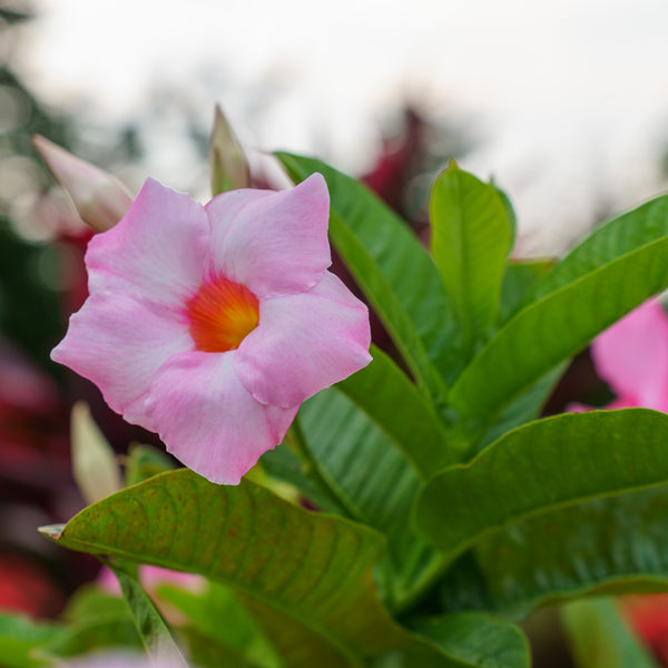 Assorted Mandevilla