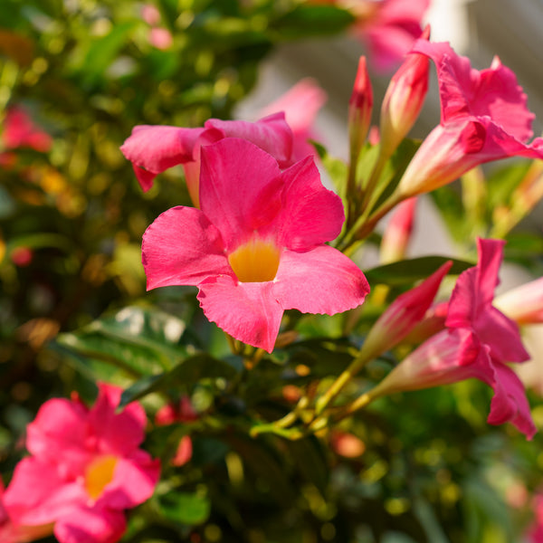 Assorted Mandevilla