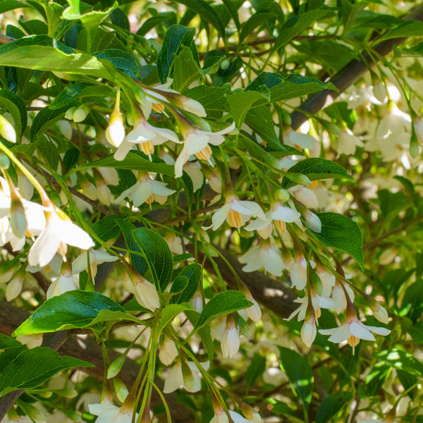 Marley's Pink Japanese Snowbell