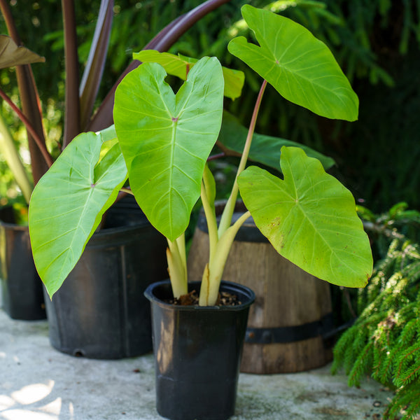 Assorted Alocasia